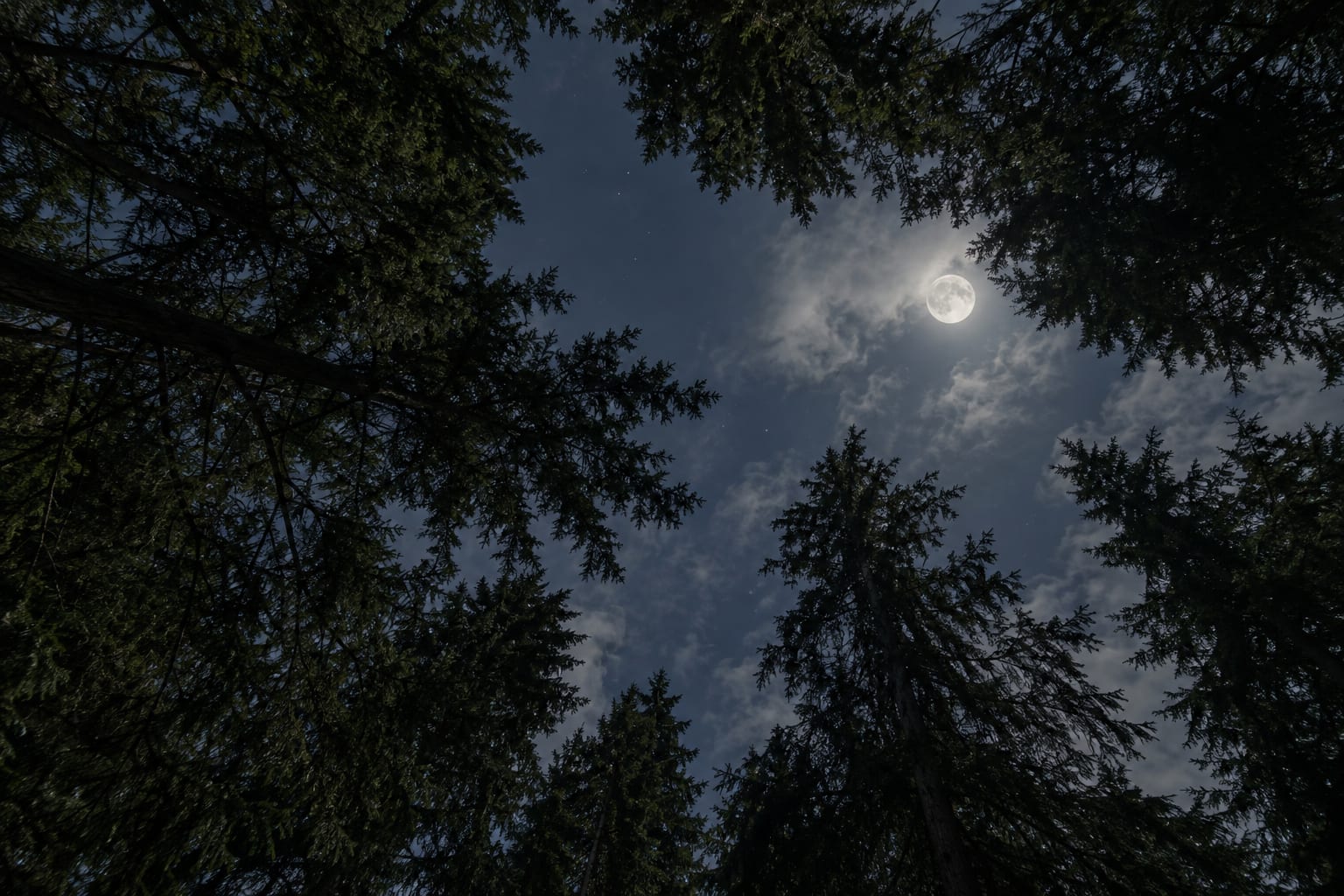 A dark evergreen canopy framing a small opening of night sky
